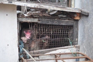 У таїланді мавпа була звільнена, вилучила 25 років у клітці У таїланді мавпа була звільнена, вилучила 25 років у клітці